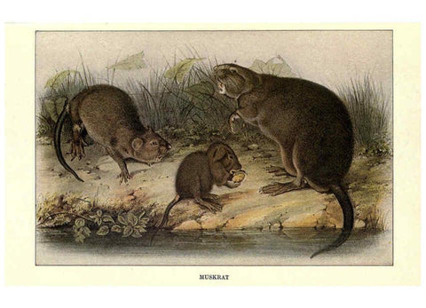 Reproducción/Reproduction 6285657743: Squirrels and other fur-bearers Boston ;Houghton Mifflin company,c1909