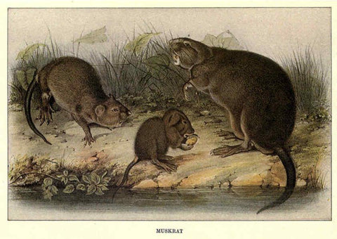 Reproducción/Reproduction 6285657743: Squirrels and other fur-bearers Boston ;Houghton Mifflin company,c1909