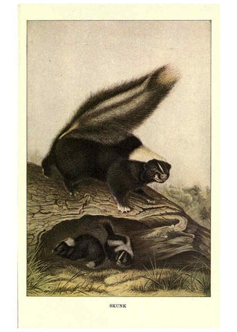 Reproducción/Reproduction 6286178936: Squirrels and other fur-bearers Boston ;Houghton Mifflin company,c1909