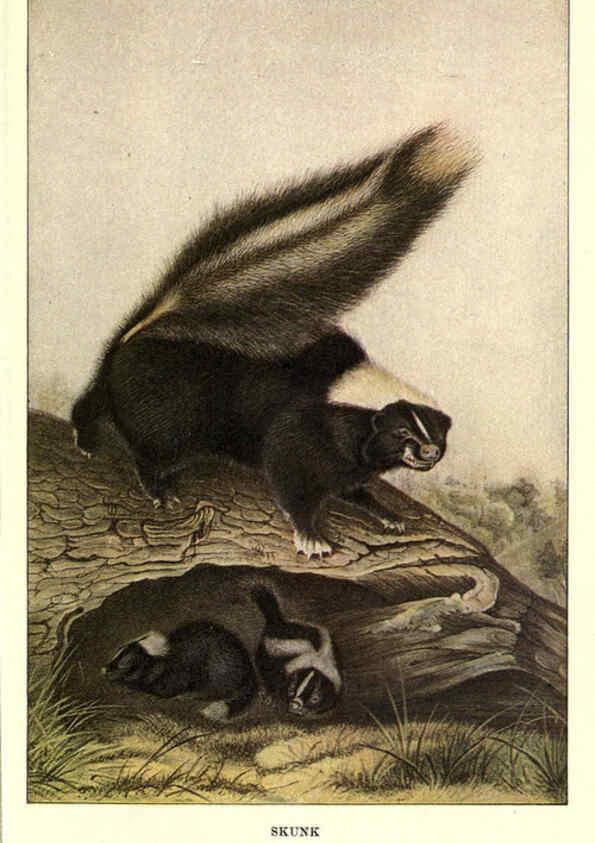 Reproducción/Reproduction 6286178936: Squirrels and other fur-bearers Boston ;Houghton Mifflin company,c1909