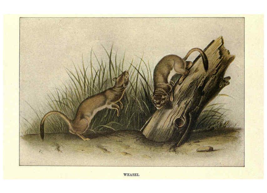 Reproducción/Reproduction 6285658157: Squirrels and other fur-bearers Boston ;Houghton Mifflin company,c1909