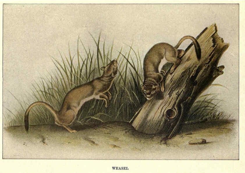 Reproducción/Reproduction 6285658157: Squirrels and other fur-bearers Boston ;Houghton Mifflin company,c1909