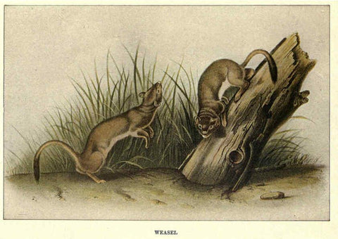 Reproducción/Reproduction 6285658157: Squirrels and other fur-bearers Boston ;Houghton Mifflin company,c1909