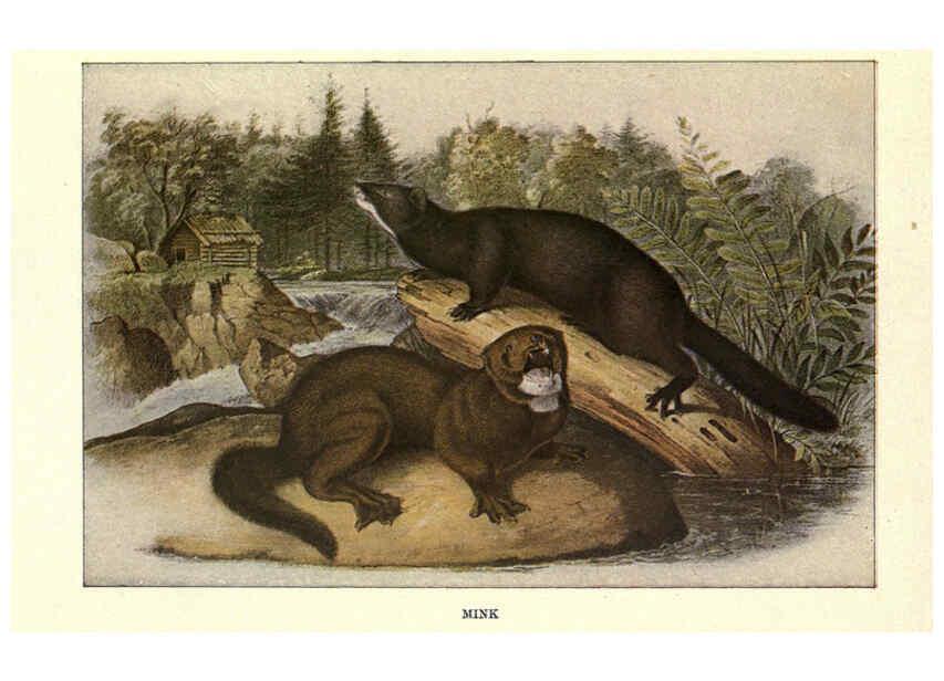 Reproducción/Reproduction 6285658363: Squirrels and other fur-bearers Boston ;Houghton Mifflin company,c1909