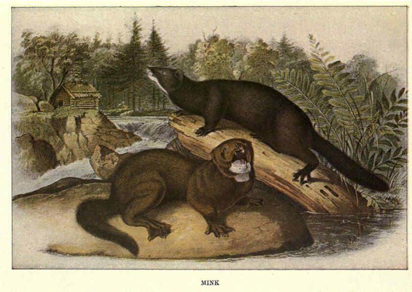 Reproducción/Reproduction 6285658363: Squirrels and other fur-bearers Boston ;Houghton Mifflin company,c1909