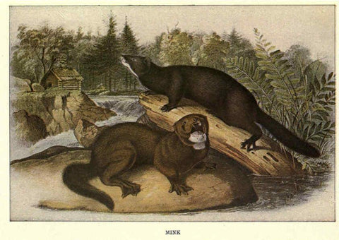 Reproducción/Reproduction 6285658363: Squirrels and other fur-bearers Boston ;Houghton Mifflin company,c1909