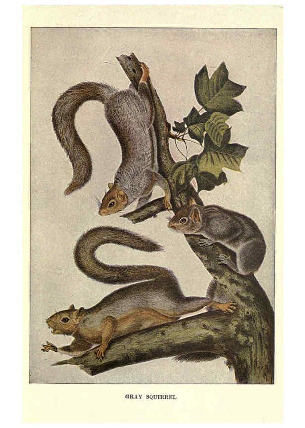 Reproducción/Reproduction 6286177906: Squirrels and other fur-bearers Boston ;Houghton Mifflin company,c1909