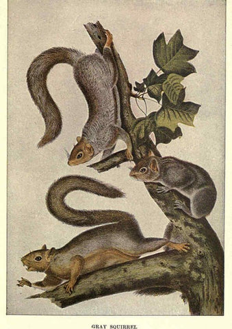 Reproducción/Reproduction 6286177906: Squirrels and other fur-bearers Boston ;Houghton Mifflin company,c1909
