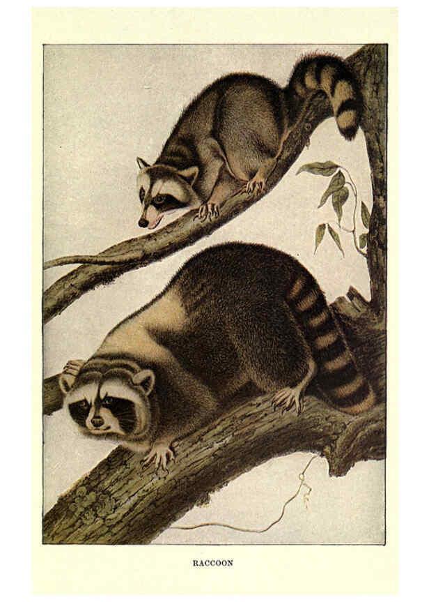 Reproducción/Reproduction 6286179754: Squirrels and other fur-bearers Boston ;Houghton Mifflin company,c1909