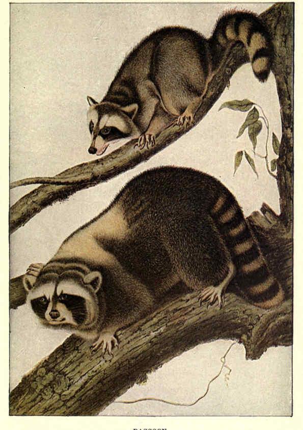 Reproducción/Reproduction 6286179754: Squirrels and other fur-bearers Boston ;Houghton Mifflin company,c1909