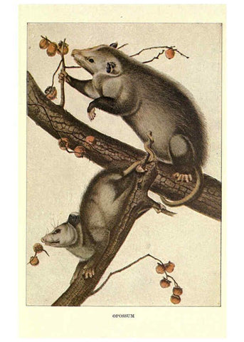 Reproducción/Reproduction 6285659207: Squirrels and other fur-bearers Boston ;Houghton Mifflin company,c1909