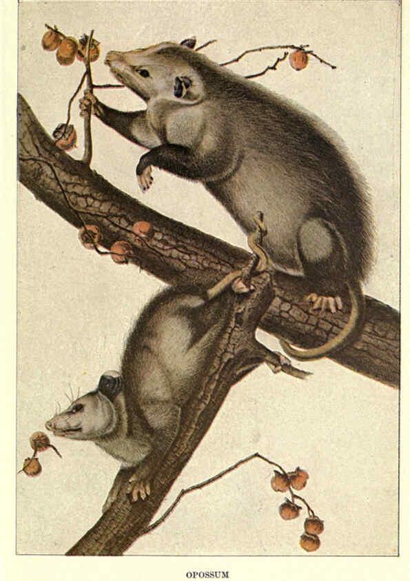 Reproducción/Reproduction 6285659207: Squirrels and other fur-bearers Boston ;Houghton Mifflin company,c1909