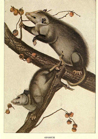 Reproducción/Reproduction 6285659207: Squirrels and other fur-bearers Boston ;Houghton Mifflin company,c1909