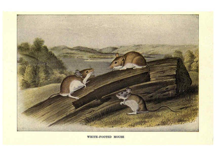 Reproducción/Reproduction 6286180398: Squirrels and other fur-bearers Boston ;Houghton Mifflin company,c1909
