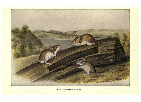 Reproducción/Reproduction 6286180398: Squirrels and other fur-bearers Boston ;Houghton Mifflin company,c1909