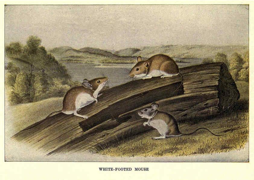 Reproducción/Reproduction 6286180398: Squirrels and other fur-bearers Boston ;Houghton Mifflin company,c1909
