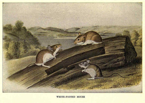 Reproducción/Reproduction 6286180398: Squirrels and other fur-bearers Boston ;Houghton Mifflin company,c1909