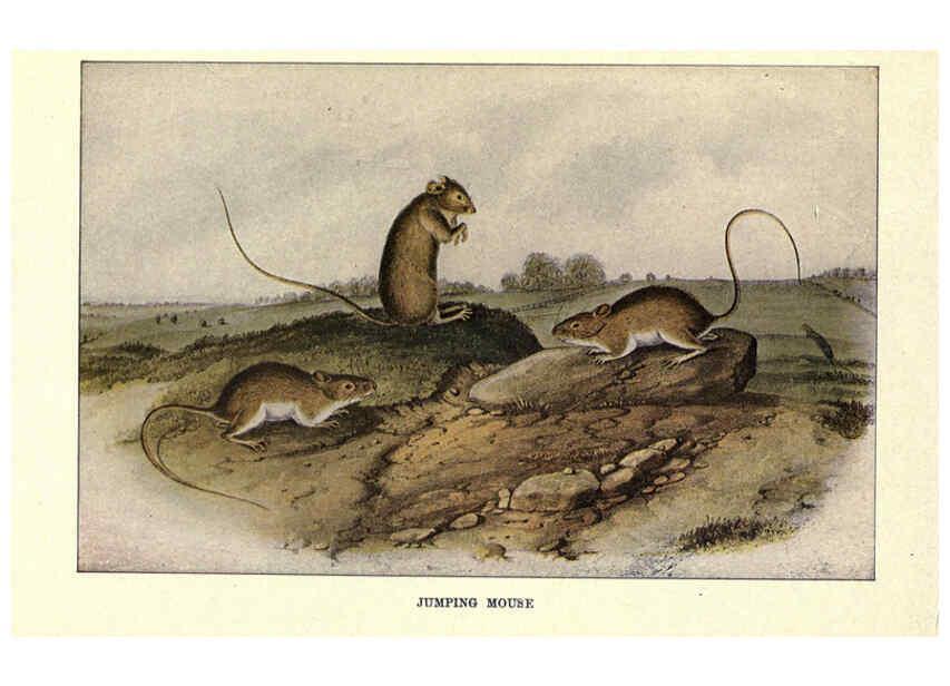 Reproducción/Reproduction 6285659629: Squirrels and other fur-bearers Boston ;Houghton Mifflin company,c1909