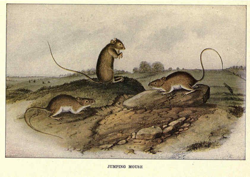 Reproducción/Reproduction 6285659629: Squirrels and other fur-bearers Boston ;Houghton Mifflin company,c1909