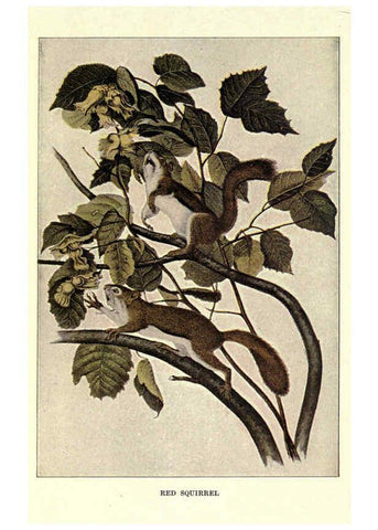 Reproducción/Reproduction 6286180836: Squirrels and other fur-bearers Boston ;Houghton Mifflin company,c1909