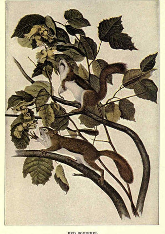 Reproducción/Reproduction 6286180836: Squirrels and other fur-bearers Boston ;Houghton Mifflin company,c1909