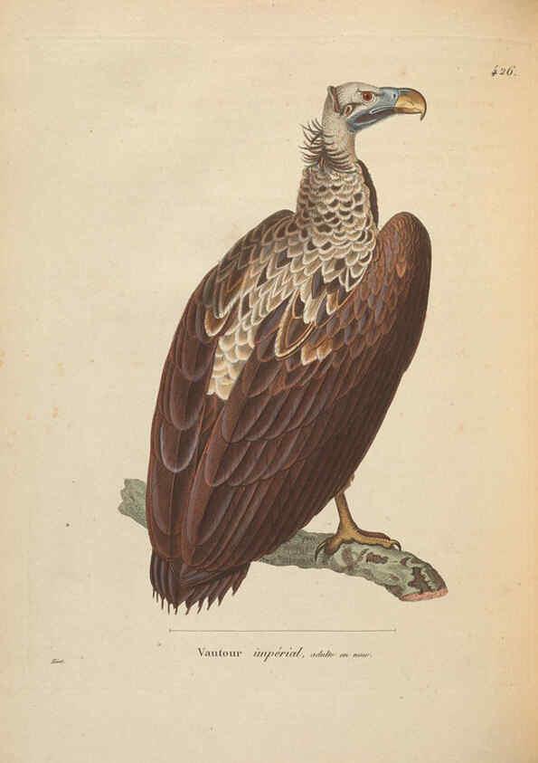 Reproducción/Reproduction 6286222016: Nouveau recueil de planches coloriées d'oiseaux A Strasbourgh ;Chez Legras Imbert et Comp.,1838