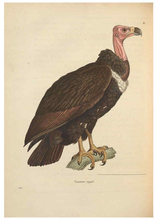 Reproducción/Reproduction 6285701633: Nouveau recueil de planches coloriées d'oiseaux A Strasbourgh ;Chez Legras Imbert et Comp.,1838