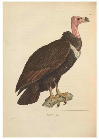 Reproducción/Reproduction 6285701633: Nouveau recueil de planches coloriées d'oiseaux A Strasbourgh ;Chez Legras Imbert et Comp.,1838
