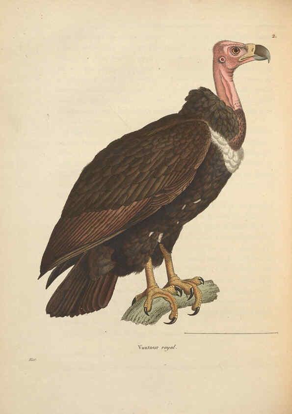 Reproducción/Reproduction 6285701633: Nouveau recueil de planches coloriées d'oiseaux A Strasbourgh ;Chez Legras Imbert et Comp.,1838