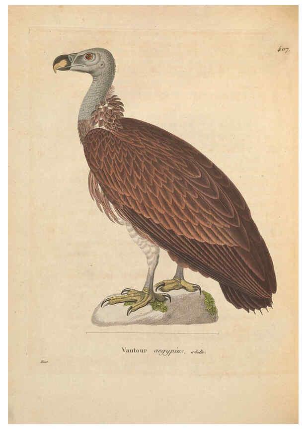 Reproducción/Reproduction 6285701821: Nouveau recueil de planches coloriées d'oiseaux A Strasbourgh ;Chez Legras Imbert et Comp.,1838