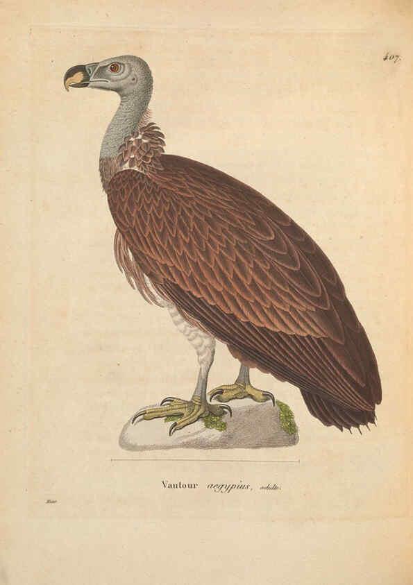 Reproducción/Reproduction 6285701821: Nouveau recueil de planches coloriées d'oiseaux A Strasbourgh ;Chez Legras Imbert et Comp.,1838