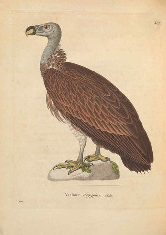 Reproducción/Reproduction 6285701821: Nouveau recueil de planches coloriées d'oiseaux A Strasbourgh ;Chez Legras Imbert et Comp.,1838