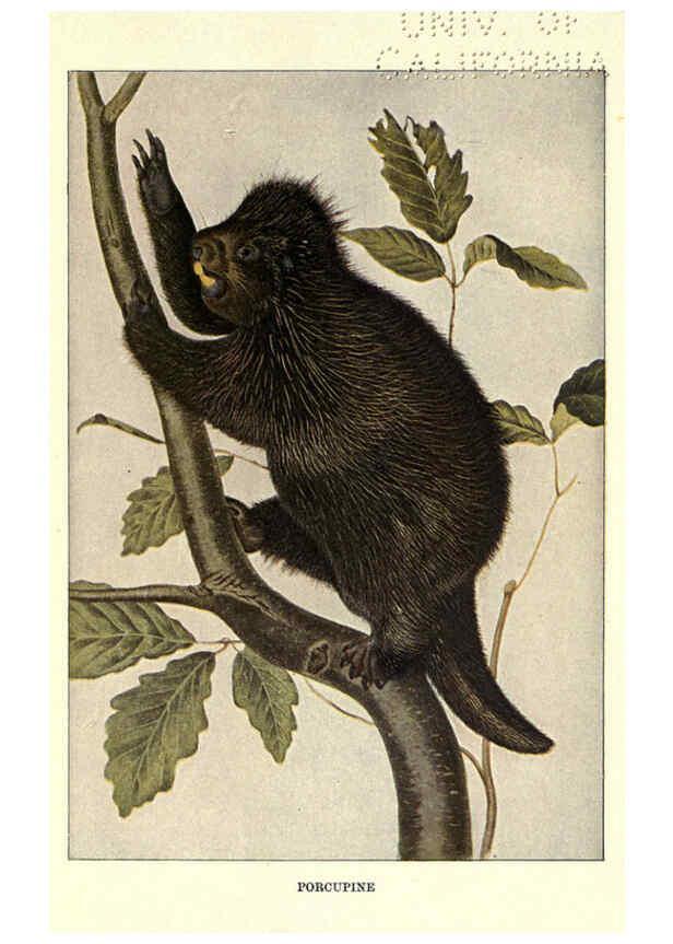 Reproducción/Reproduction 6286180038: Squirrels and other fur-bearers Boston ;Houghton Mifflin company,c1909
