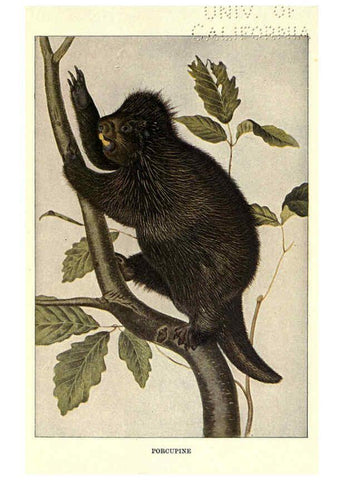 Reproducción/Reproduction 6286180038: Squirrels and other fur-bearers Boston ;Houghton Mifflin company,c1909