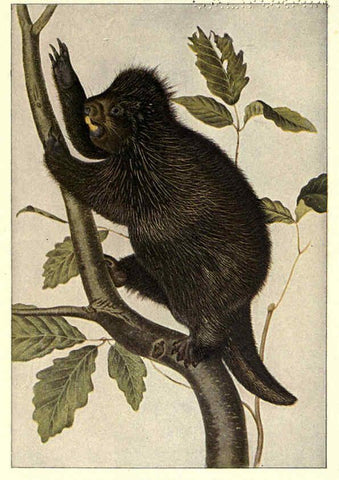 Reproducción/Reproduction 6286180038: Squirrels and other fur-bearers Boston ;Houghton Mifflin company,c1909