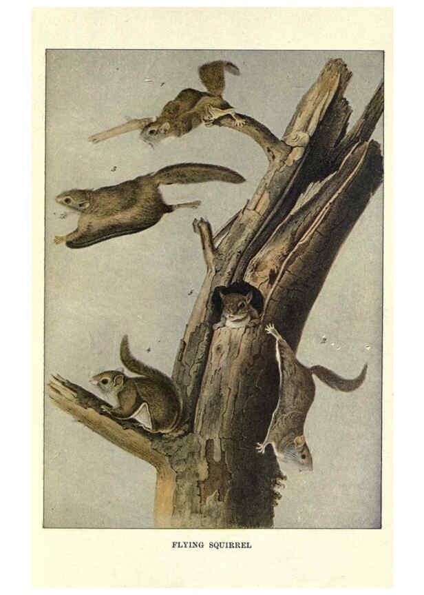 Reproducción/Reproduction 6286177716: Squirrels and other fur-bearers Boston ;Houghton Mifflin company,c1909