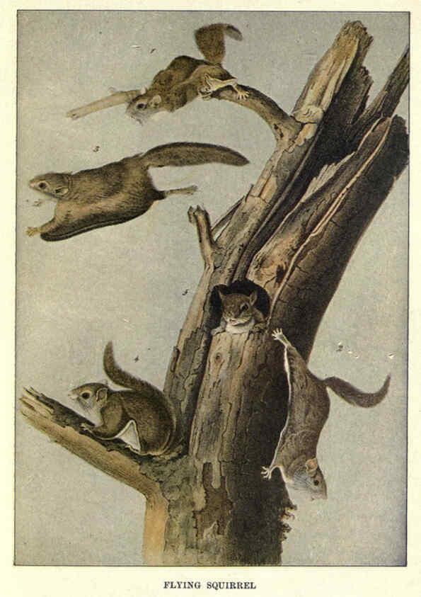 Reproducción/Reproduction 6286177716: Squirrels and other fur-bearers Boston ;Houghton Mifflin company,c1909