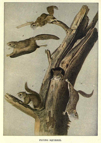 Reproducción/Reproduction 6286177716: Squirrels and other fur-bearers Boston ;Houghton Mifflin company,c1909