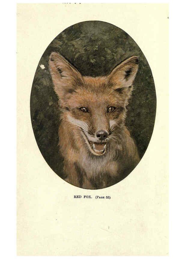 Reproducción/Reproduction 6286177468: Squirrels and other fur-bearers Boston ;Houghton Mifflin company,c1909
