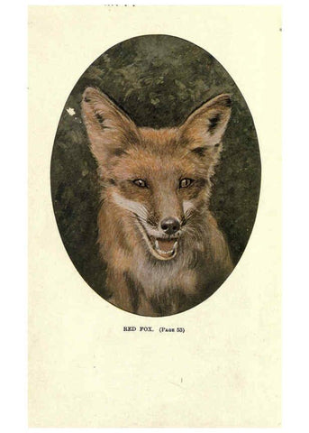 Reproducción/Reproduction 6286177468: Squirrels and other fur-bearers Boston ;Houghton Mifflin company,c1909