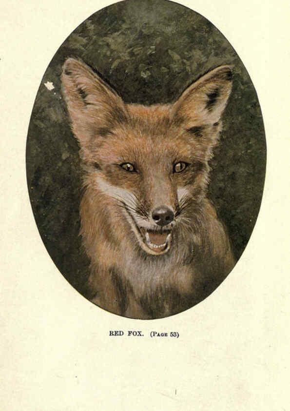 Reproducción/Reproduction 6286177468: Squirrels and other fur-bearers Boston ;Houghton Mifflin company,c1909