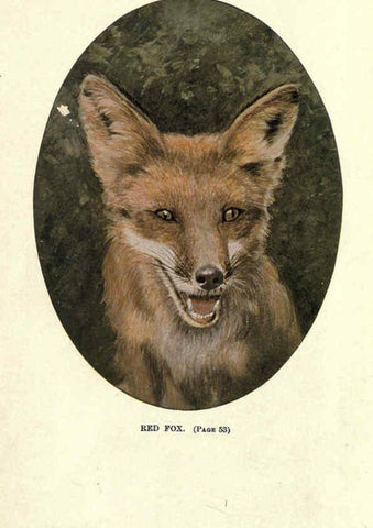 Reproducción/Reproduction 6286177468: Squirrels and other fur-bearers Boston ;Houghton Mifflin company,c1909