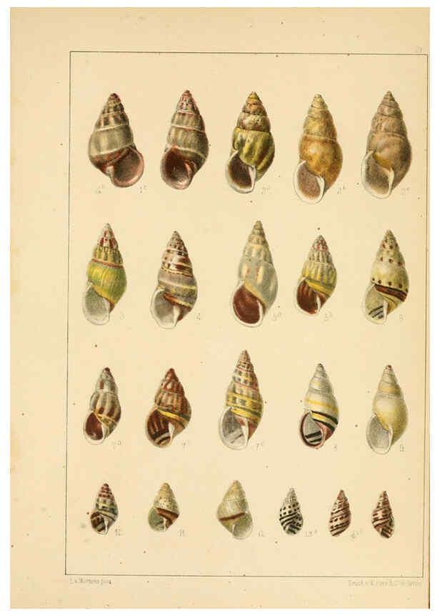 Reproducción/Reproduction 6285634461: Die Preussische expedition nach Ost-Asien. Bd.2. Berlin :Königlichen geheimen ober-hofbuchdruckerei (R. v. Decker),1867-1876
