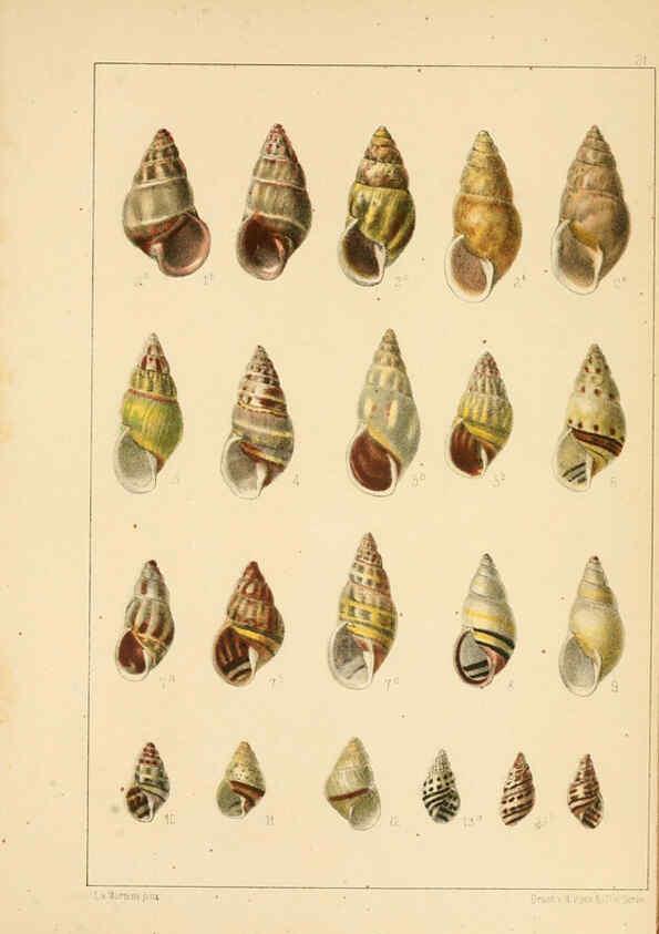Reproducción/Reproduction 6285634461: Die Preussische expedition nach Ost-Asien. Bd.2. Berlin :Königlichen geheimen ober-hofbuchdruckerei (R. v. Decker),1867-1876