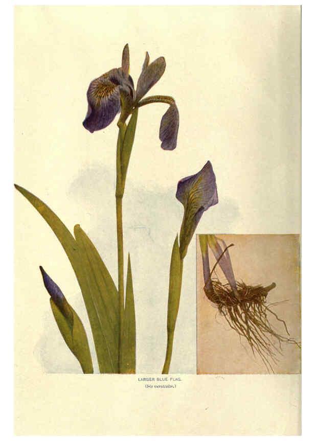 Reproducción/Reproduction 6288979332: Nature's garden; an aid to knowledge of our wild flowers and their insect visitors Garden City, N. Y. :Doubleday, Page,1922