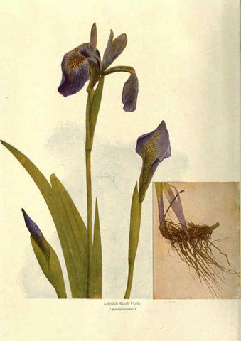 Reproducción/Reproduction 6288979332: Nature's garden; an aid to knowledge of our wild flowers and their insect visitors Garden City, N. Y. :Doubleday, Page,1922