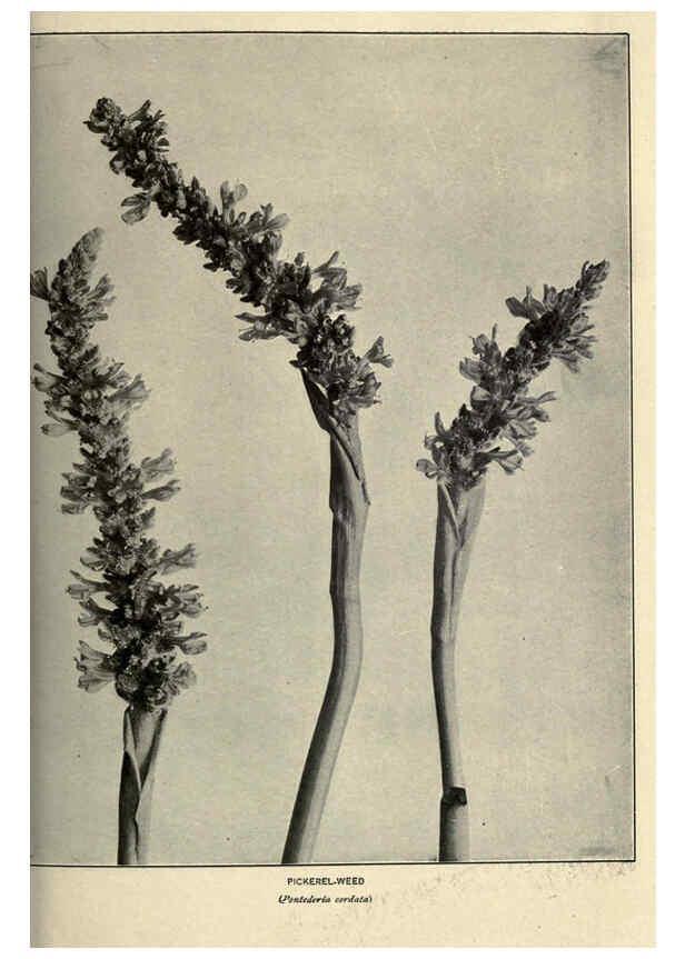 Reproducción/Reproduction 6288460173: Nature's garden; an aid to knowledge of our wild flowers and their insect visitors Garden City, N. Y. :Doubleday, Page,1922