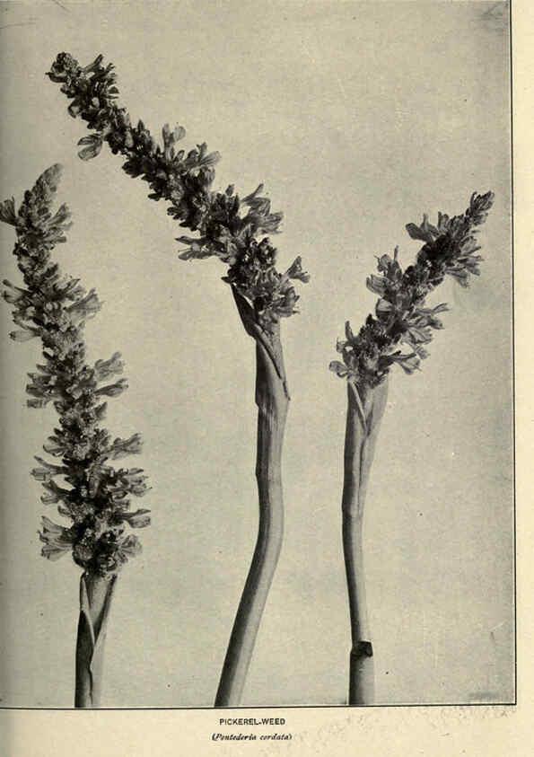 Reproducción/Reproduction 6288460173: Nature's garden; an aid to knowledge of our wild flowers and their insect visitors Garden City, N. Y. :Doubleday, Page,1922