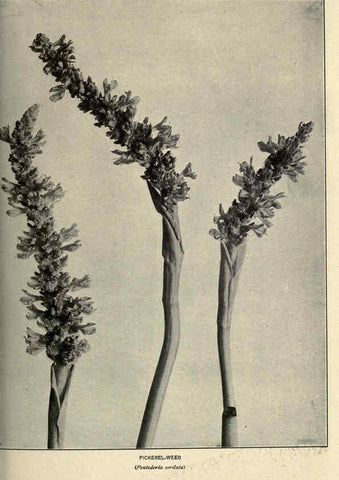 Reproducción/Reproduction 6288460173: Nature's garden; an aid to knowledge of our wild flowers and their insect visitors Garden City, N. Y. :Doubleday, Page,1922