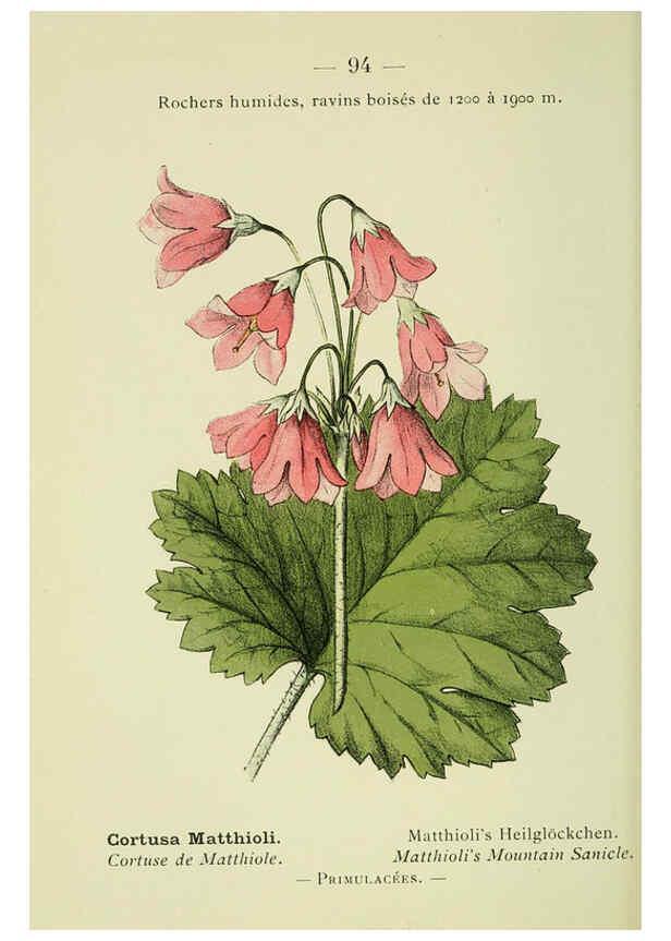 Reproducción/Reproduction 6298289015: Nouvelle flore coloriée de poche des Alpes et des Pyrénées. v.1. Paris,Klincksieck,1906-1912